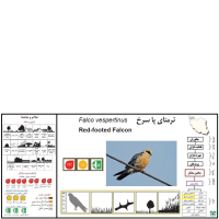 گونه شاهین پاسرخ Red-footed Falcon